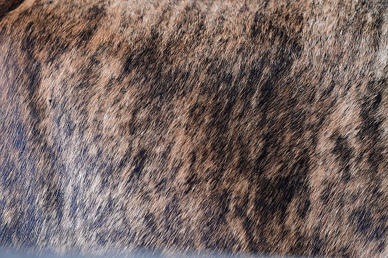 Cowhide #21