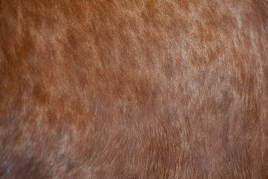 Cowhide #28