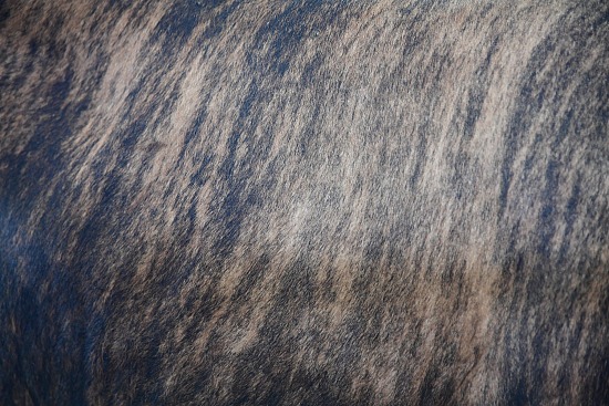Cowhide #18