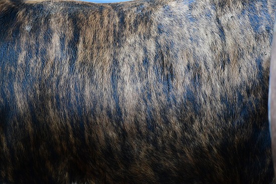 Cowhide #20