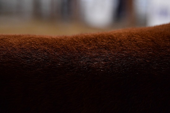 Cowhide #26