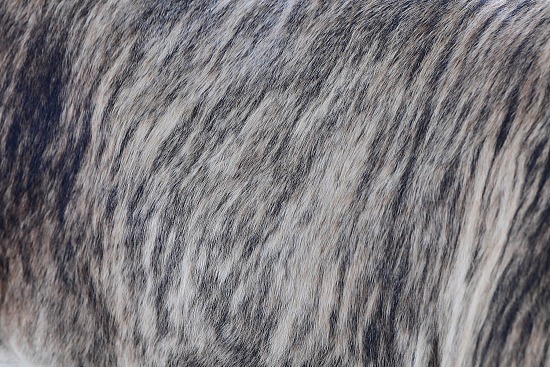 Cowhide #24