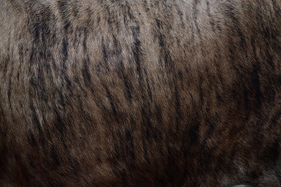 Cowhide #22