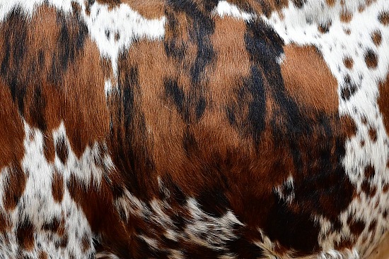 Cow Hide #1