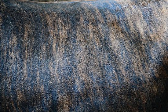 Cowhide #19