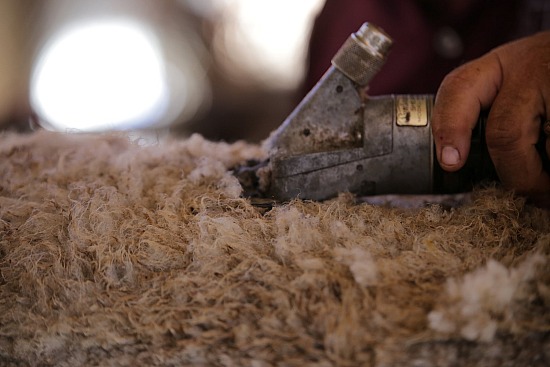 Shear