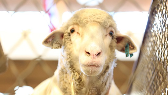 Sheep Nose #1