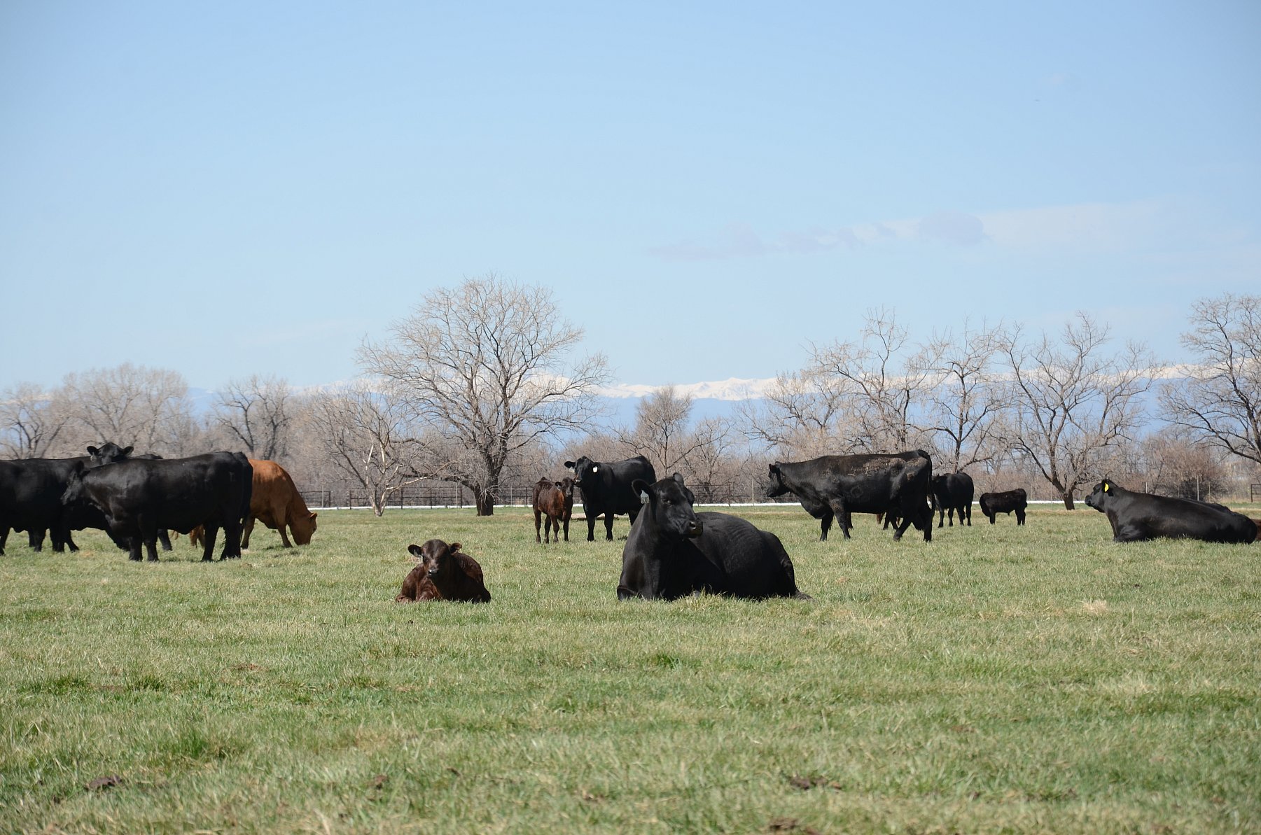 Cattle Grazing