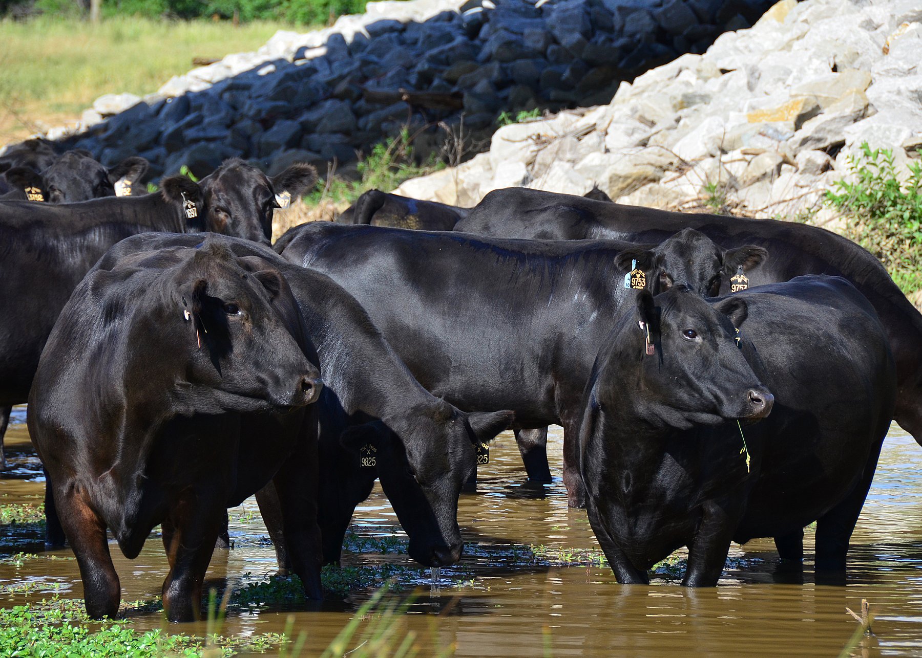 Cattle in water