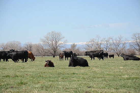 Cattle Grazing