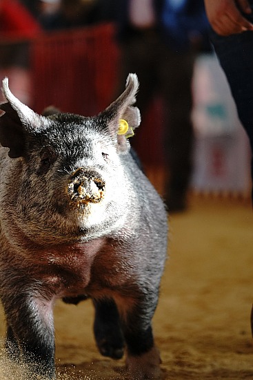 swine