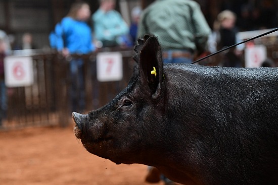 swine