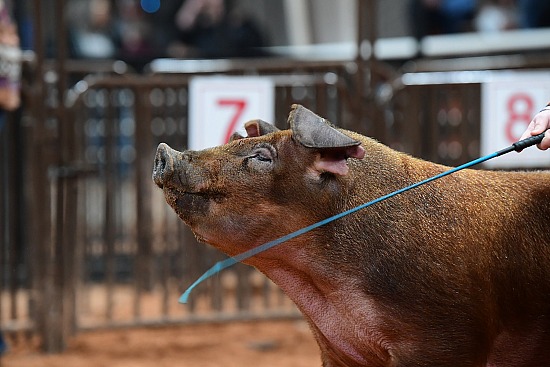 swine