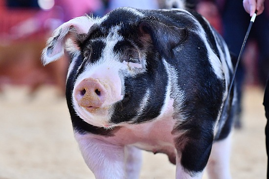 swine