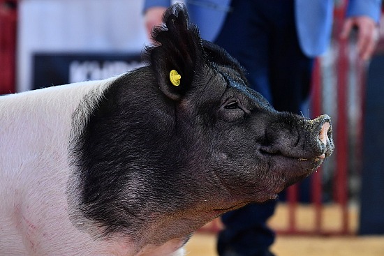 swine