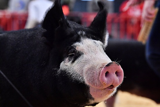 swine