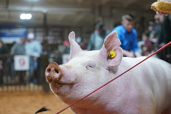 swine