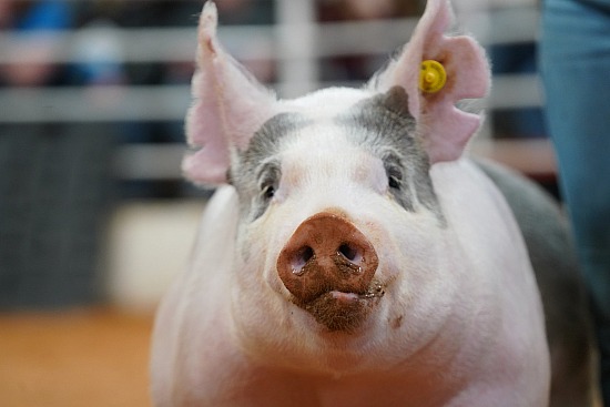 swine