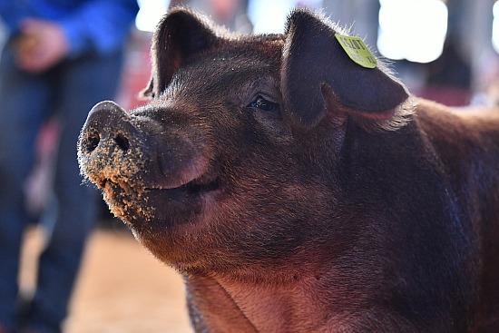 swine