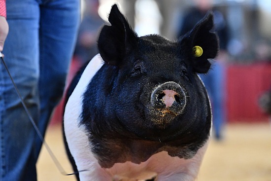 swine