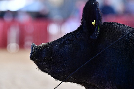 swine