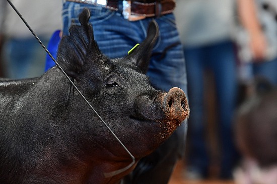 swine