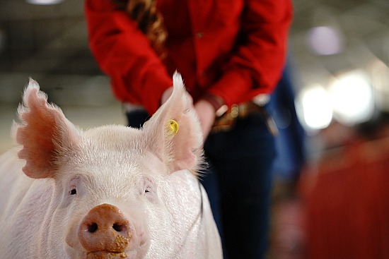 swine