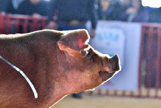 swine