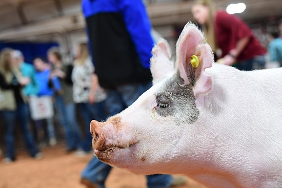 swine