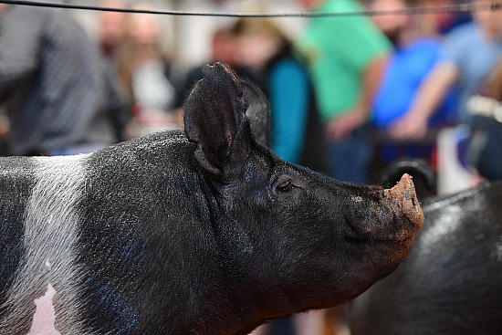 swine