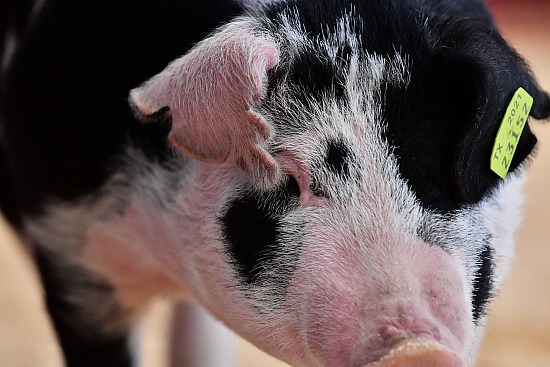 swine