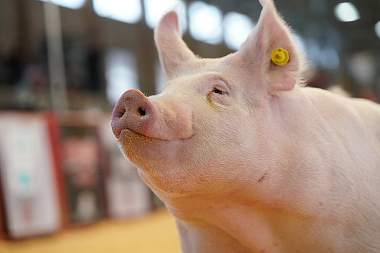 swine
