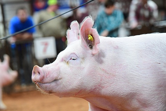 swine