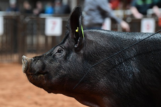 swine