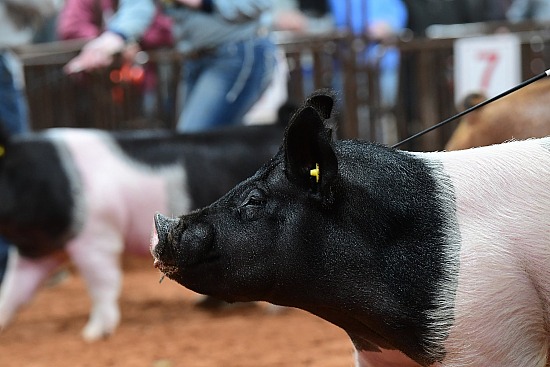 swine