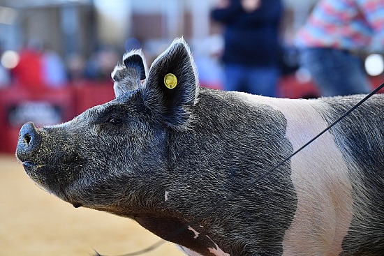 swine