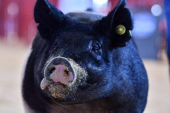 swine