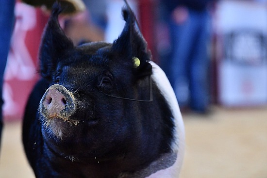 swine