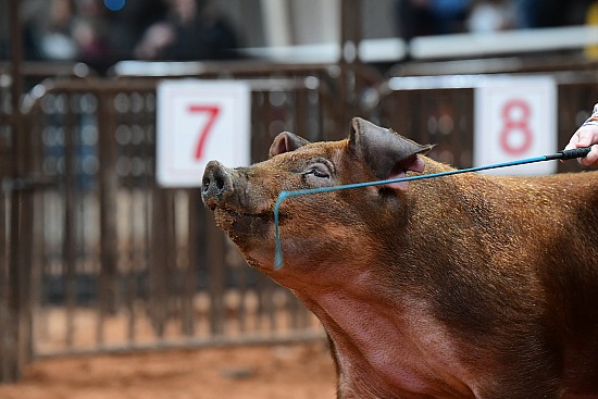 swine