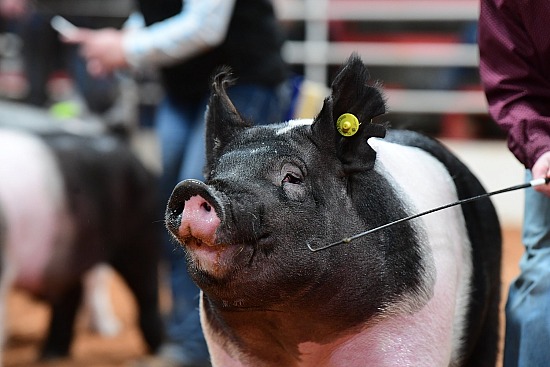 swine