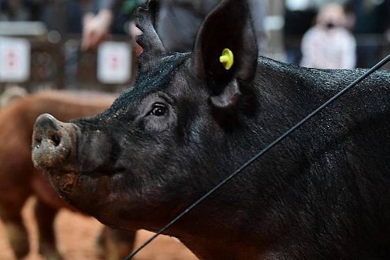 swine