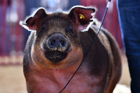 swine