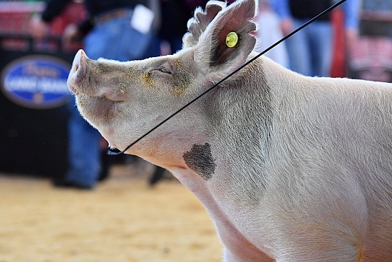 swine
