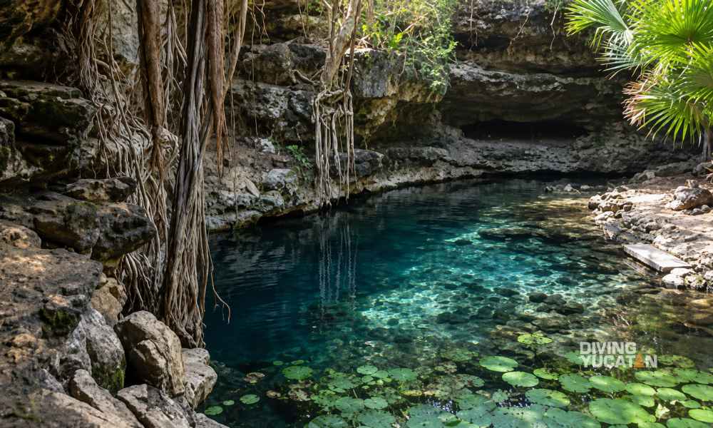 Raíces de árboles sobre el agua y la entrada de la cueva del cenote Xbatún.