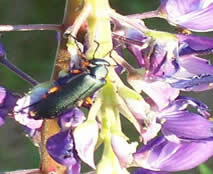 blisterbeetle01