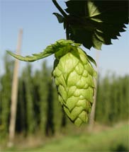 hops