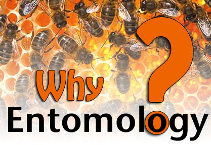 Why entomology?