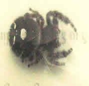Phidippusauudax2