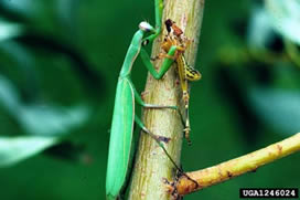 europeanmantid