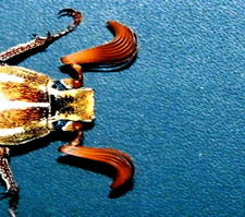 malejbeetle